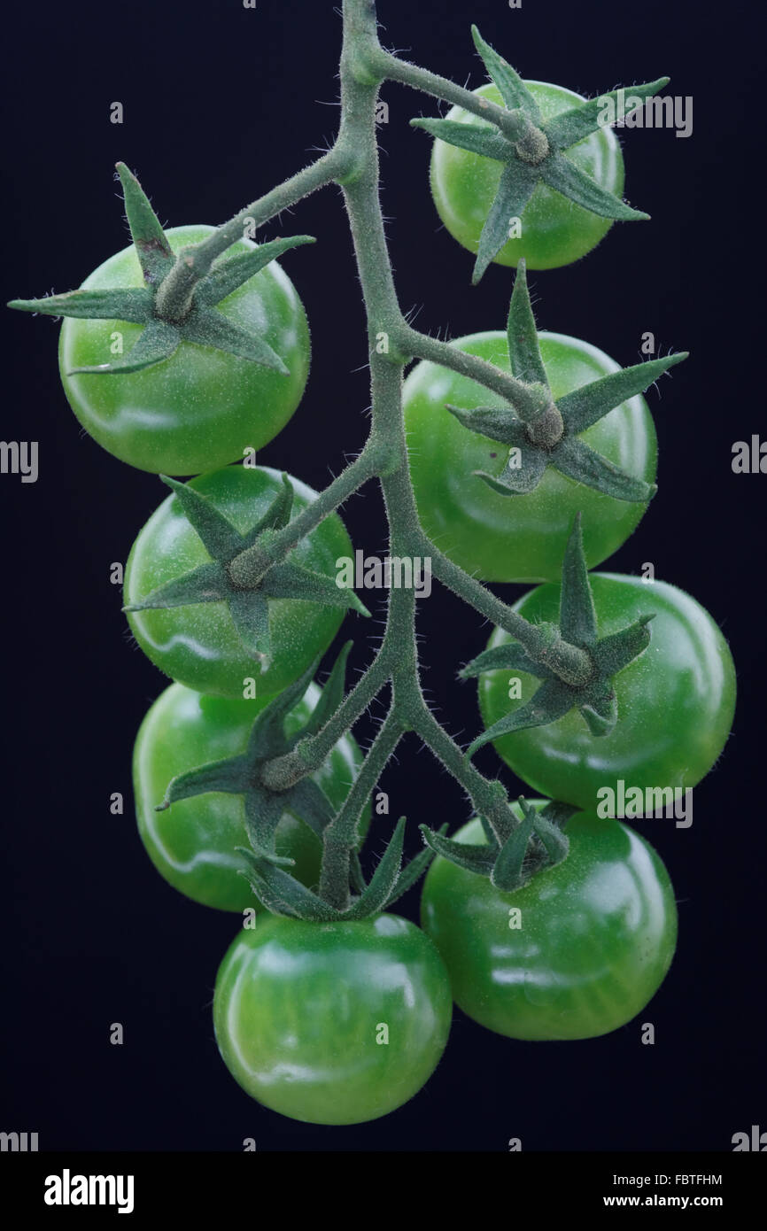 Green Green cluster tomato vine tomato Stock Photo