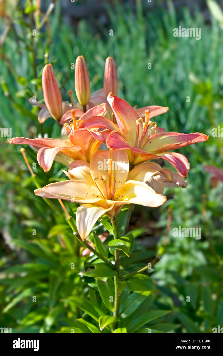 lily Stock Photo