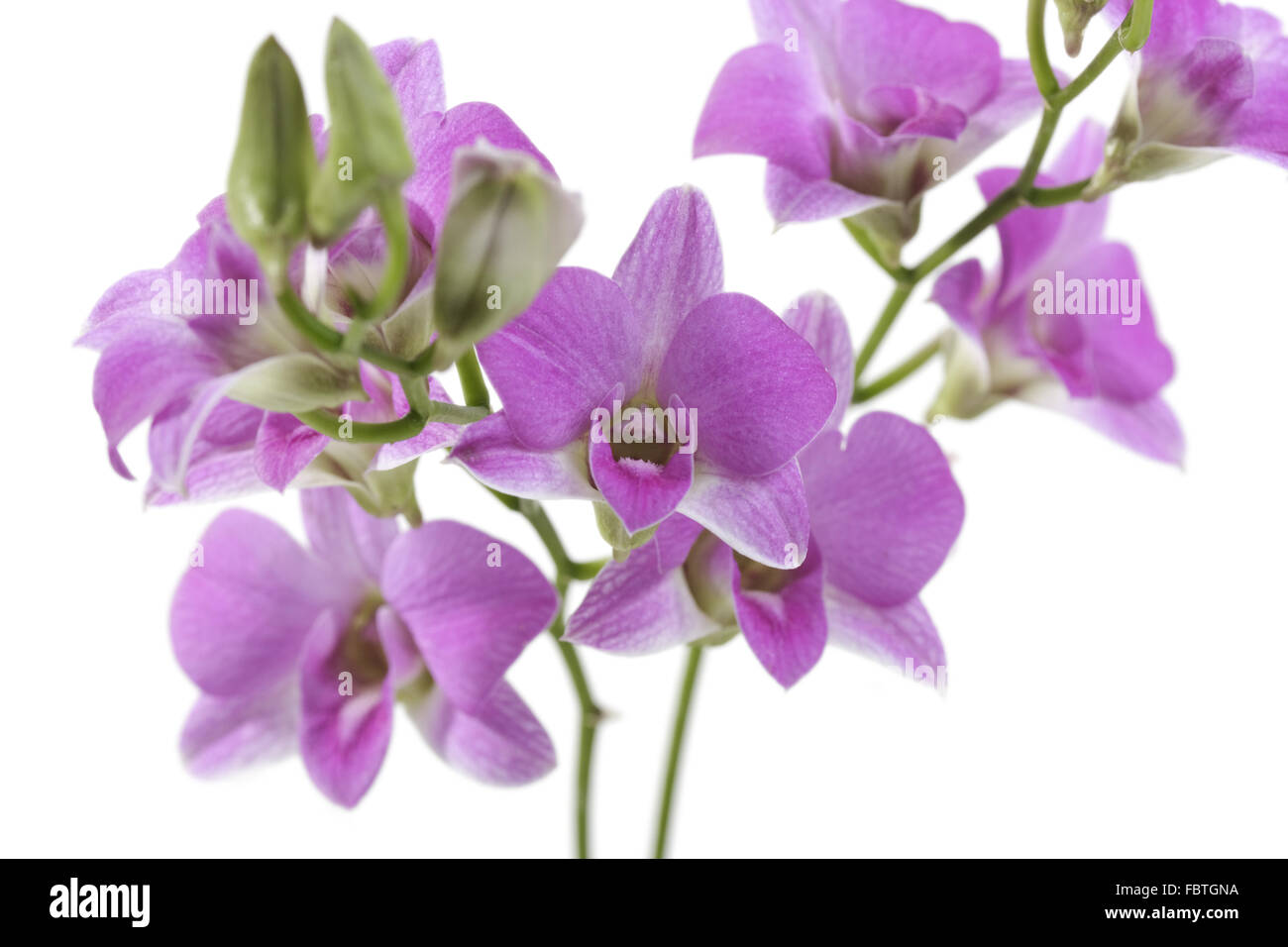 Dendrobium orchid flower spikes of Compactum Stock Photo