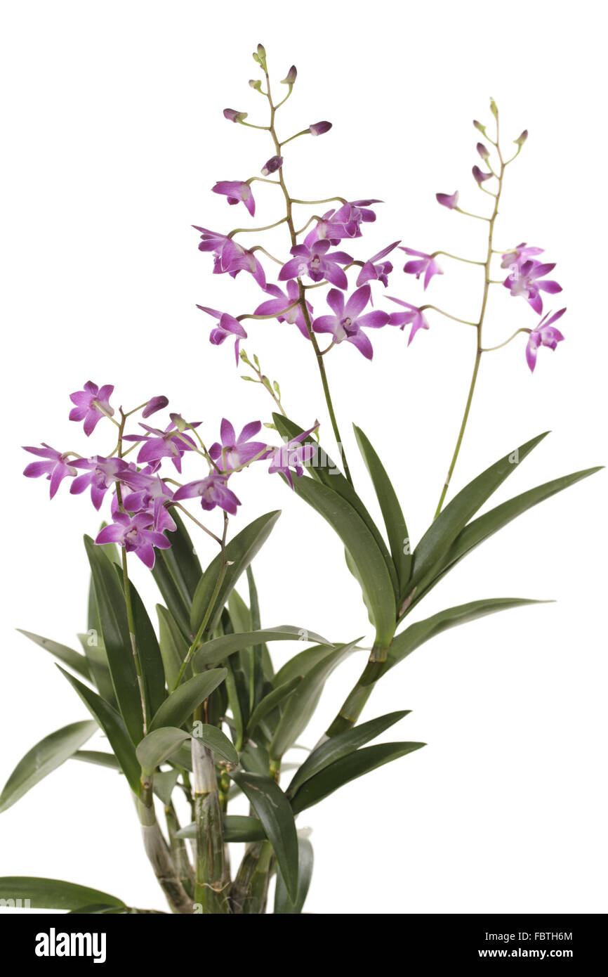 Dendrobium orchid in bloom and buds Stock Photo