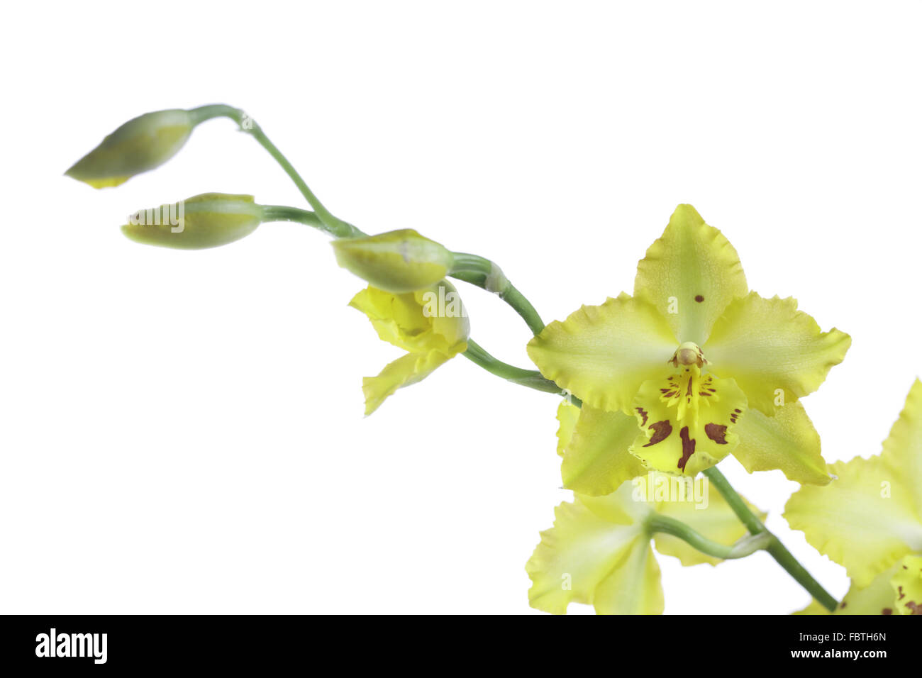Orchid hybrids with yellow flowers Stock Photo