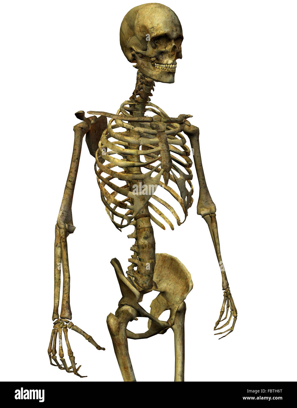 Male Chest Bones Stock Photos & Male Chest Bones Stock Images - Alamy