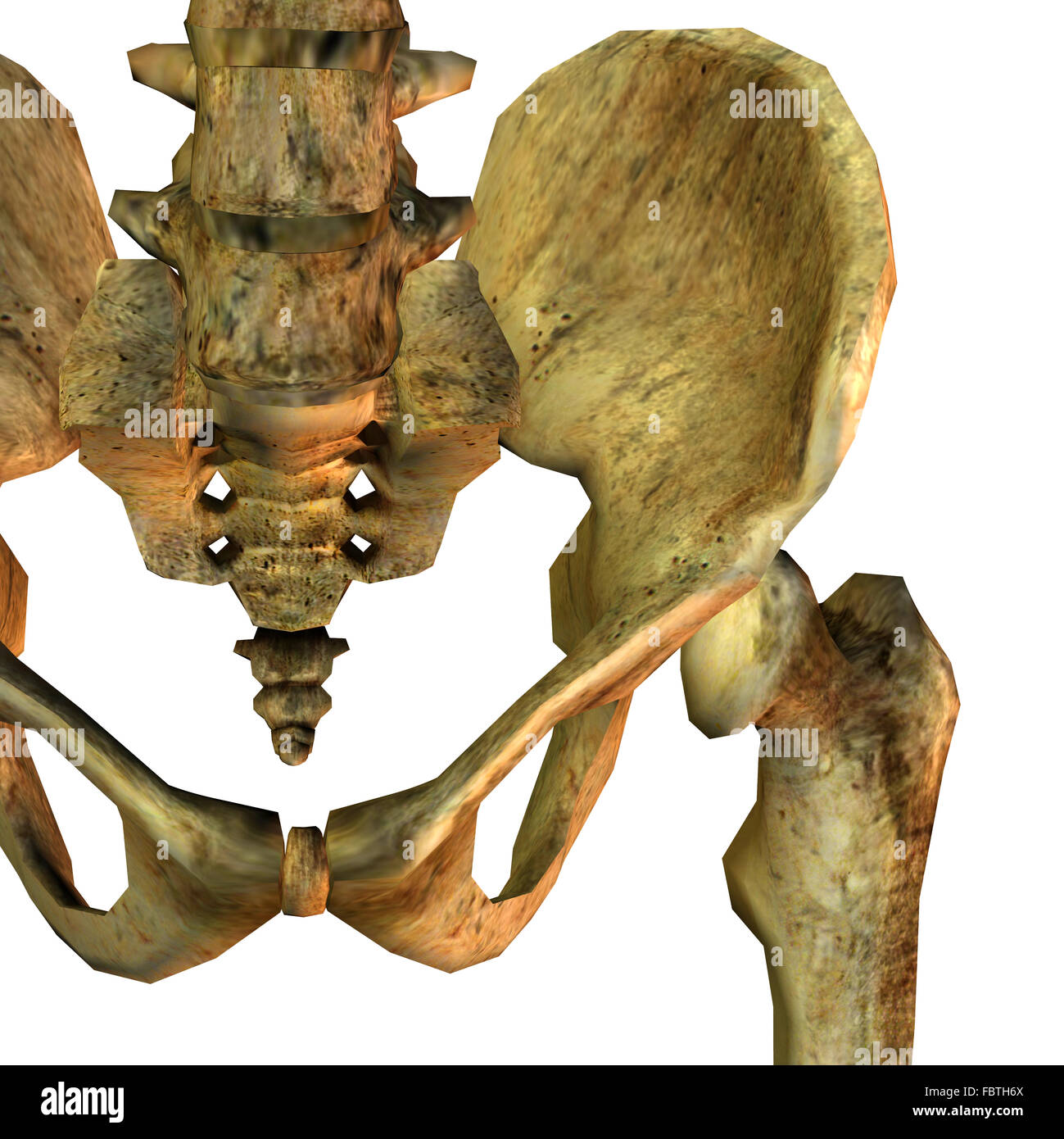 Pelvic Bones High Resolution Stock Photography and Images - Alamy