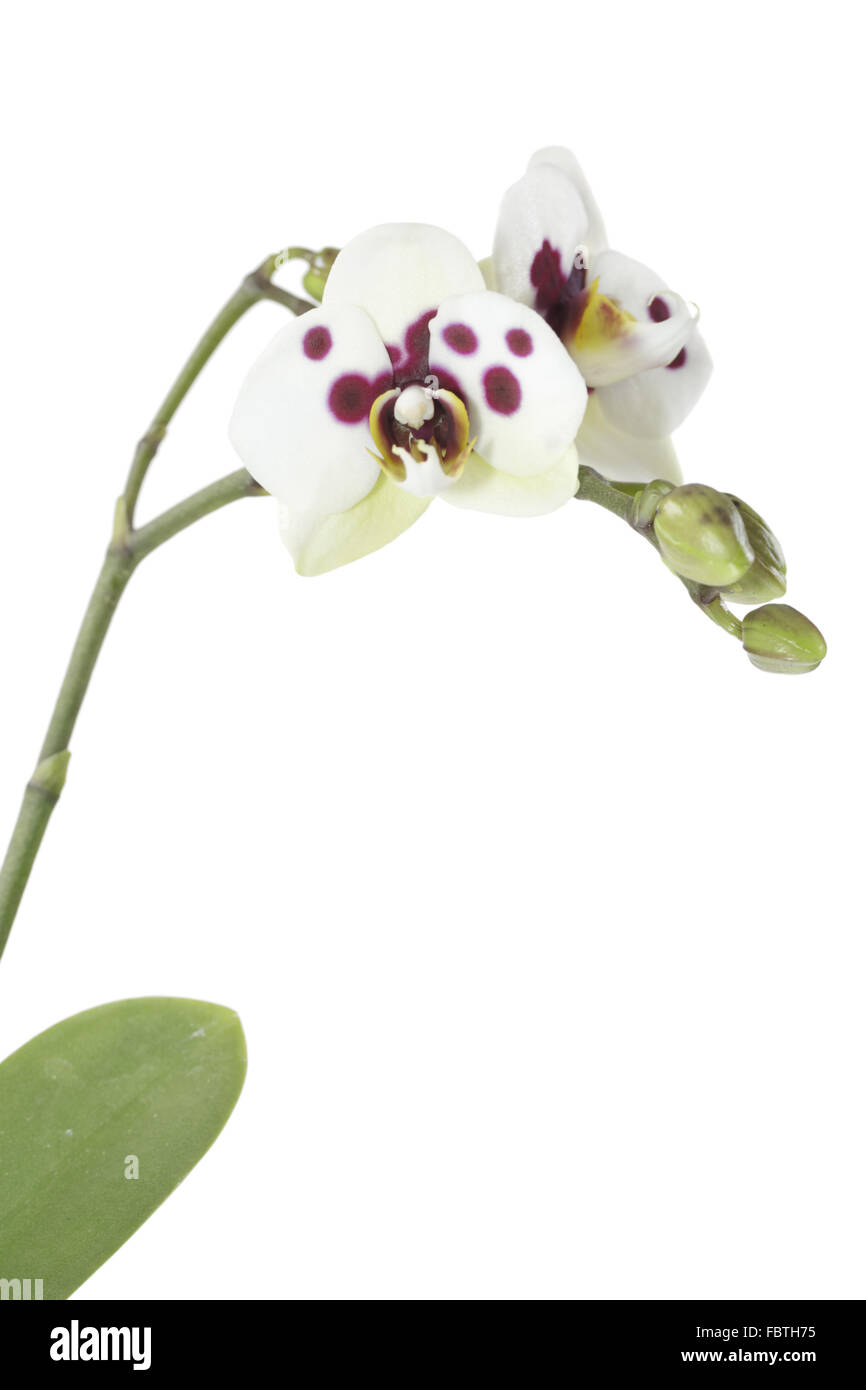 Phalaenopsis orchid hybrids and white Stock Photo