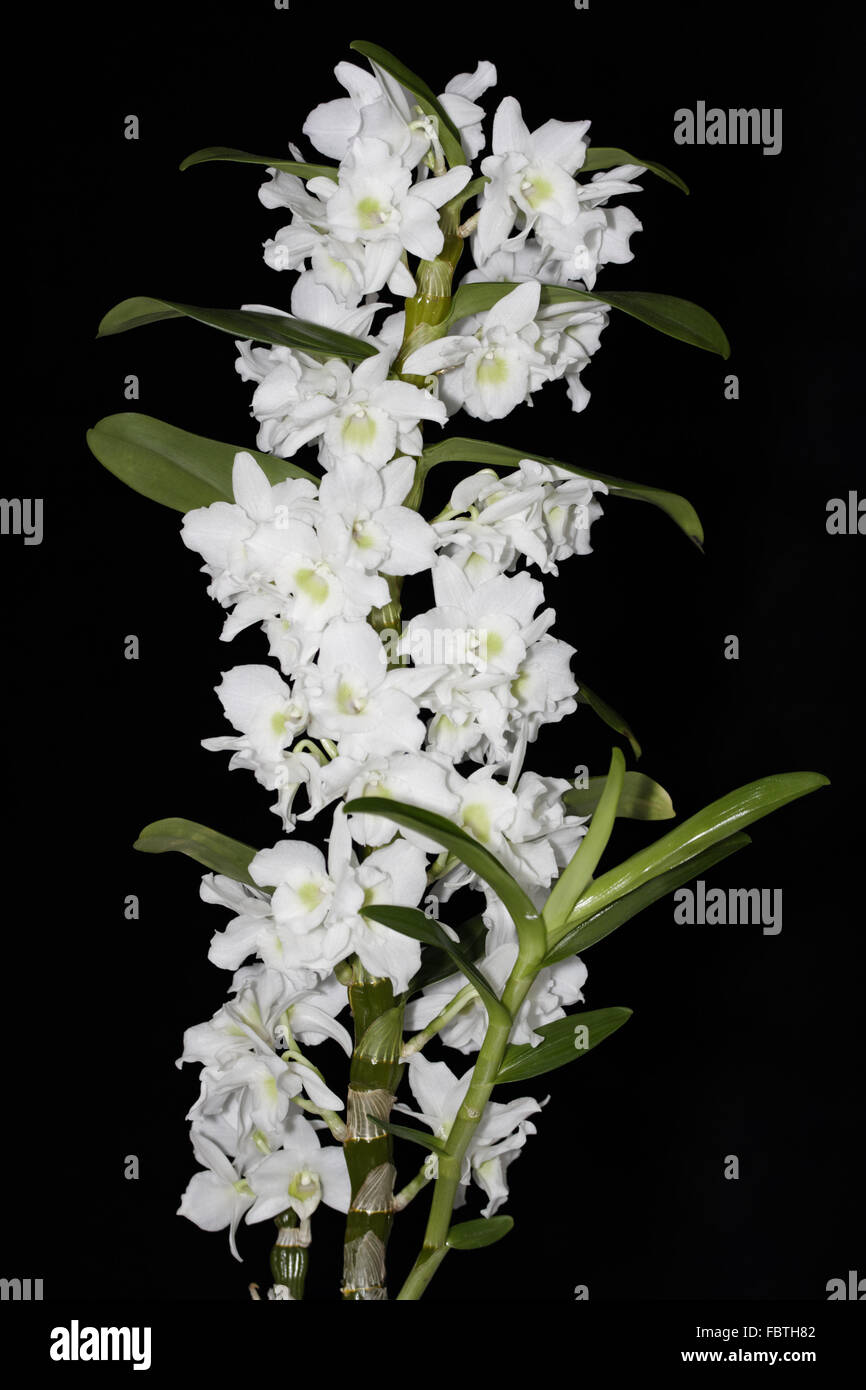 Dendrobium Nobile Bulbe with flowers Stock Photo
