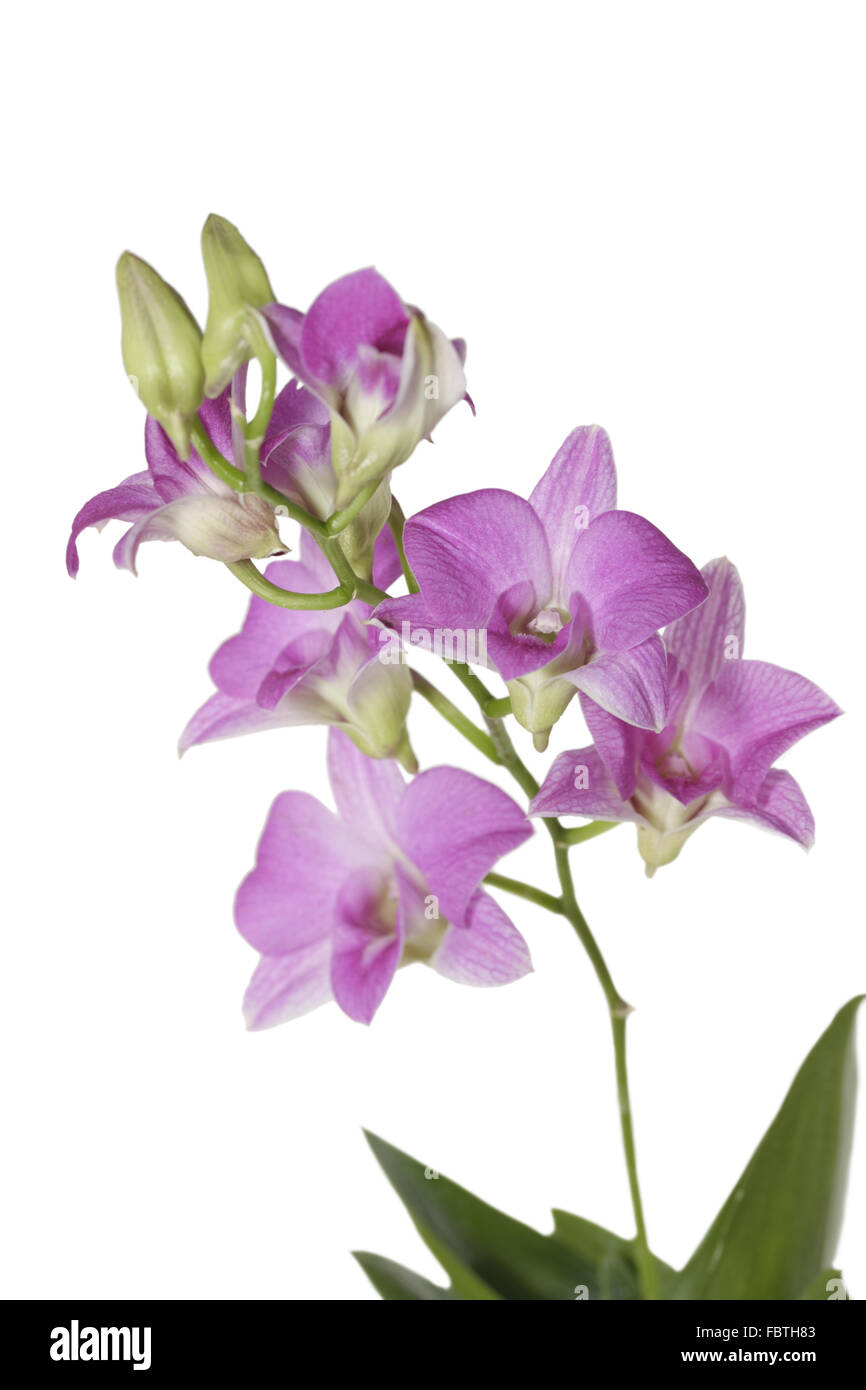 Dendrobiumrispe on white background Stock Photo