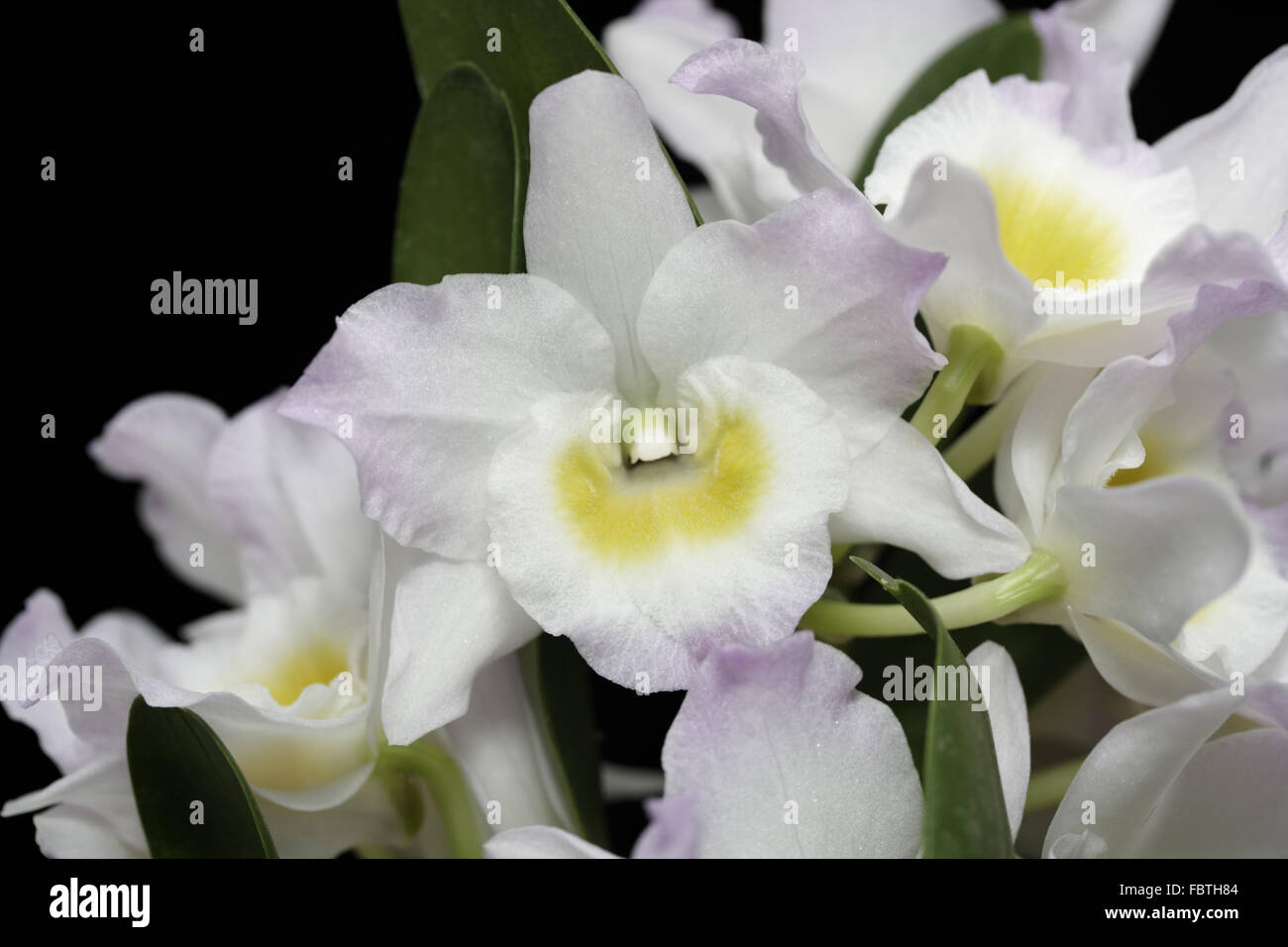 Dendrobium nobile orchid flowers Stock Photo