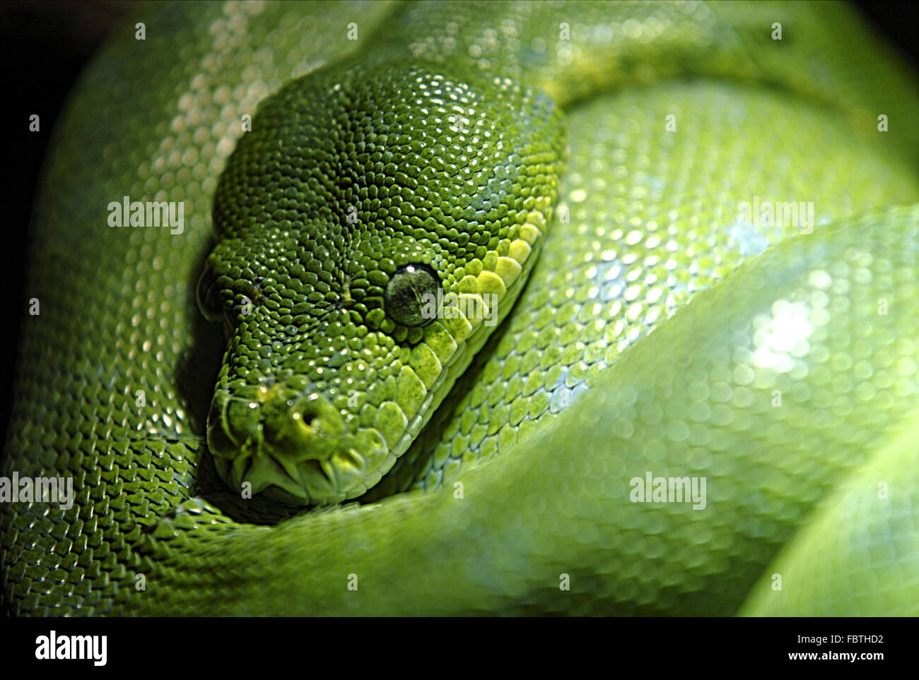 Python Stock Photo - Alamy