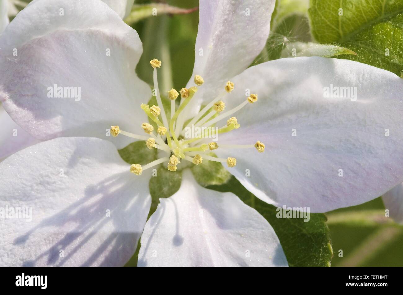 Apple Blossom (Malus) Stock Photo