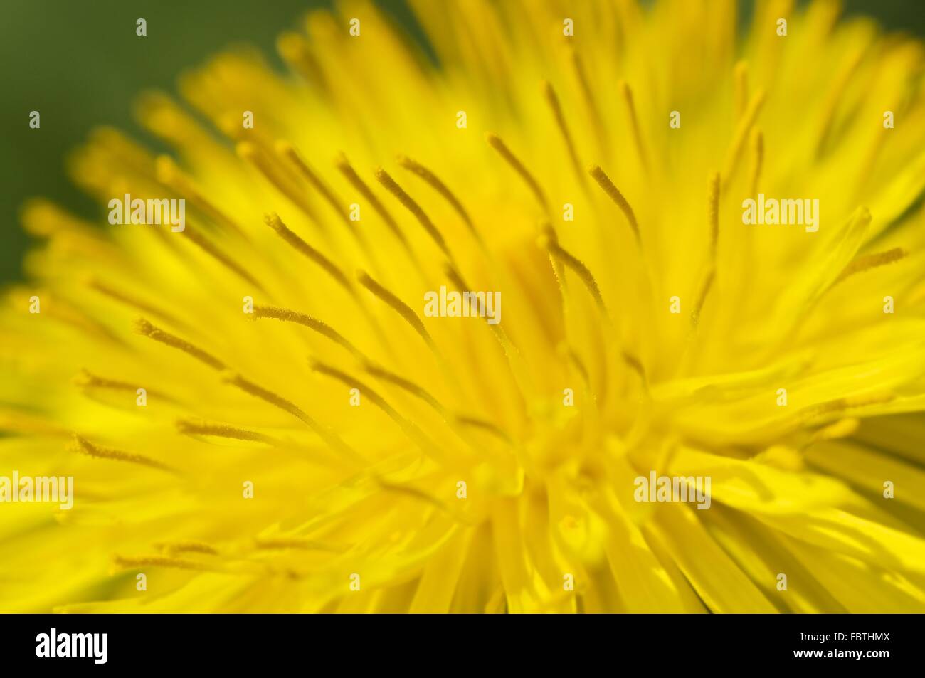 Common Dandelion (Taraxacum officinale) Stock Photo