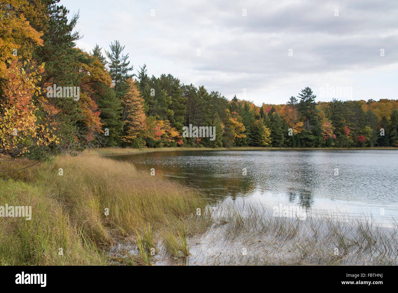 Grasslike sedges growing on the lakes shore of a northern Wisconsin