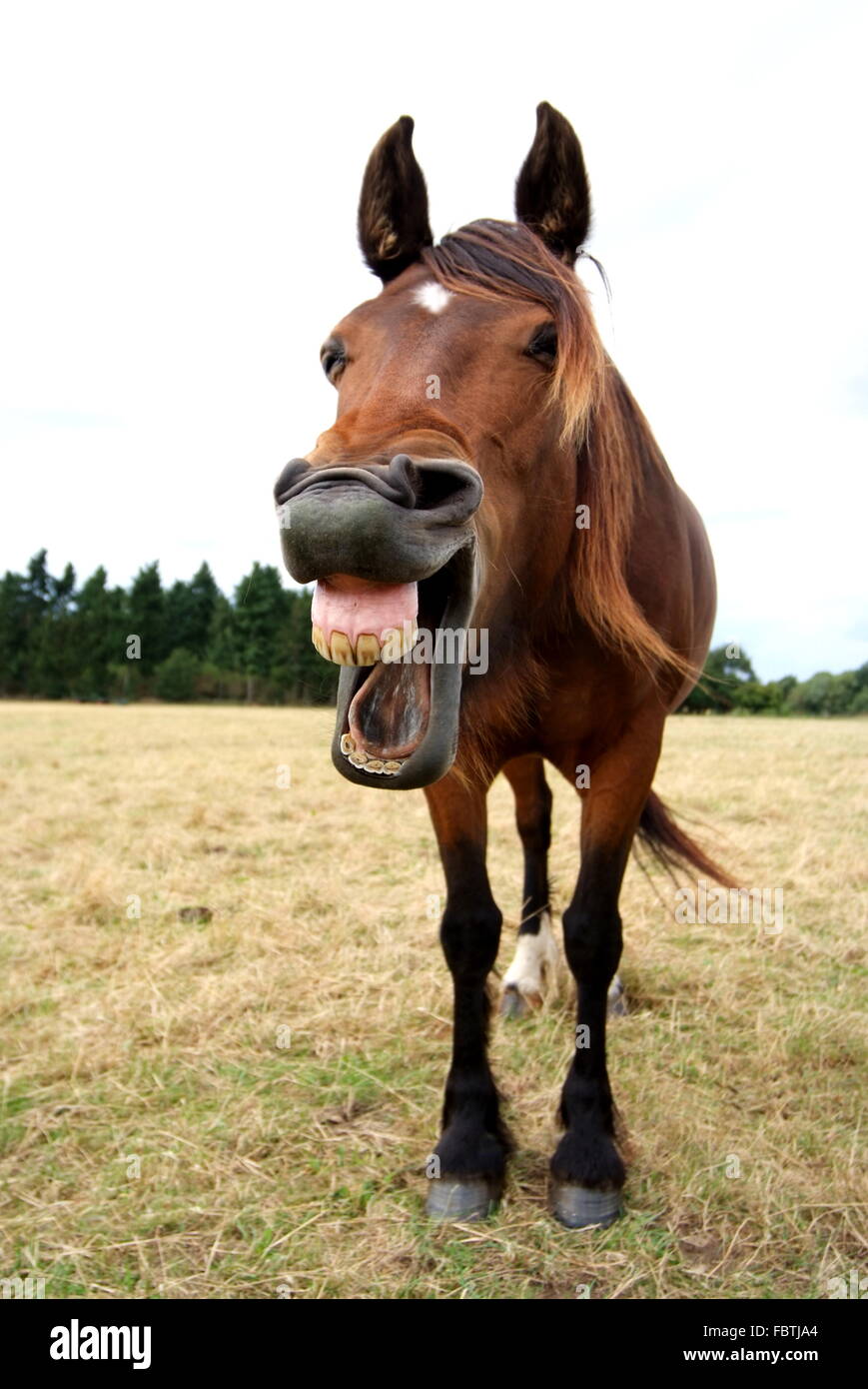 Funny Horse Stock Photo