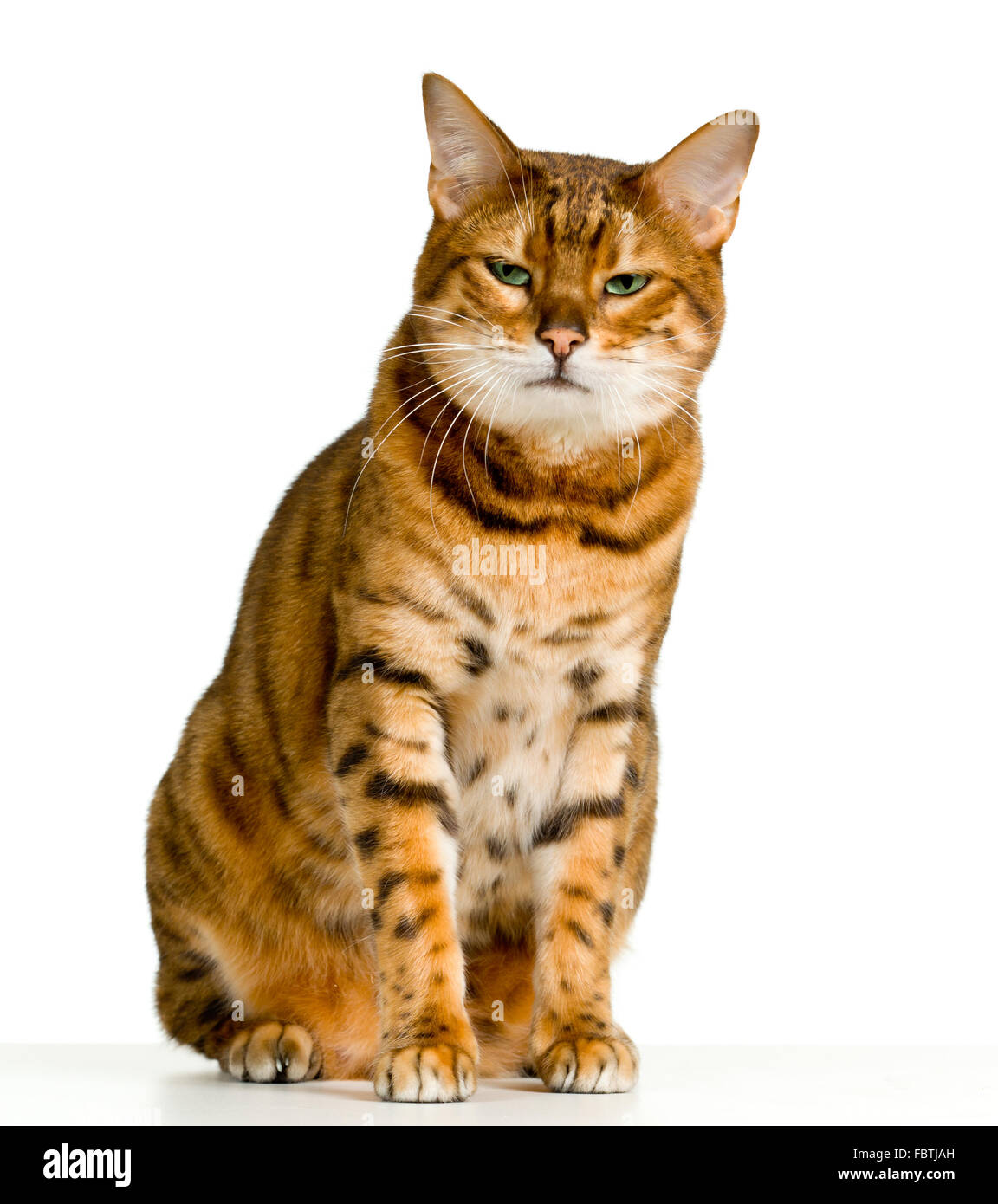 Cute Bengal kitten looks angry as it stares at the viewer Stock Photo