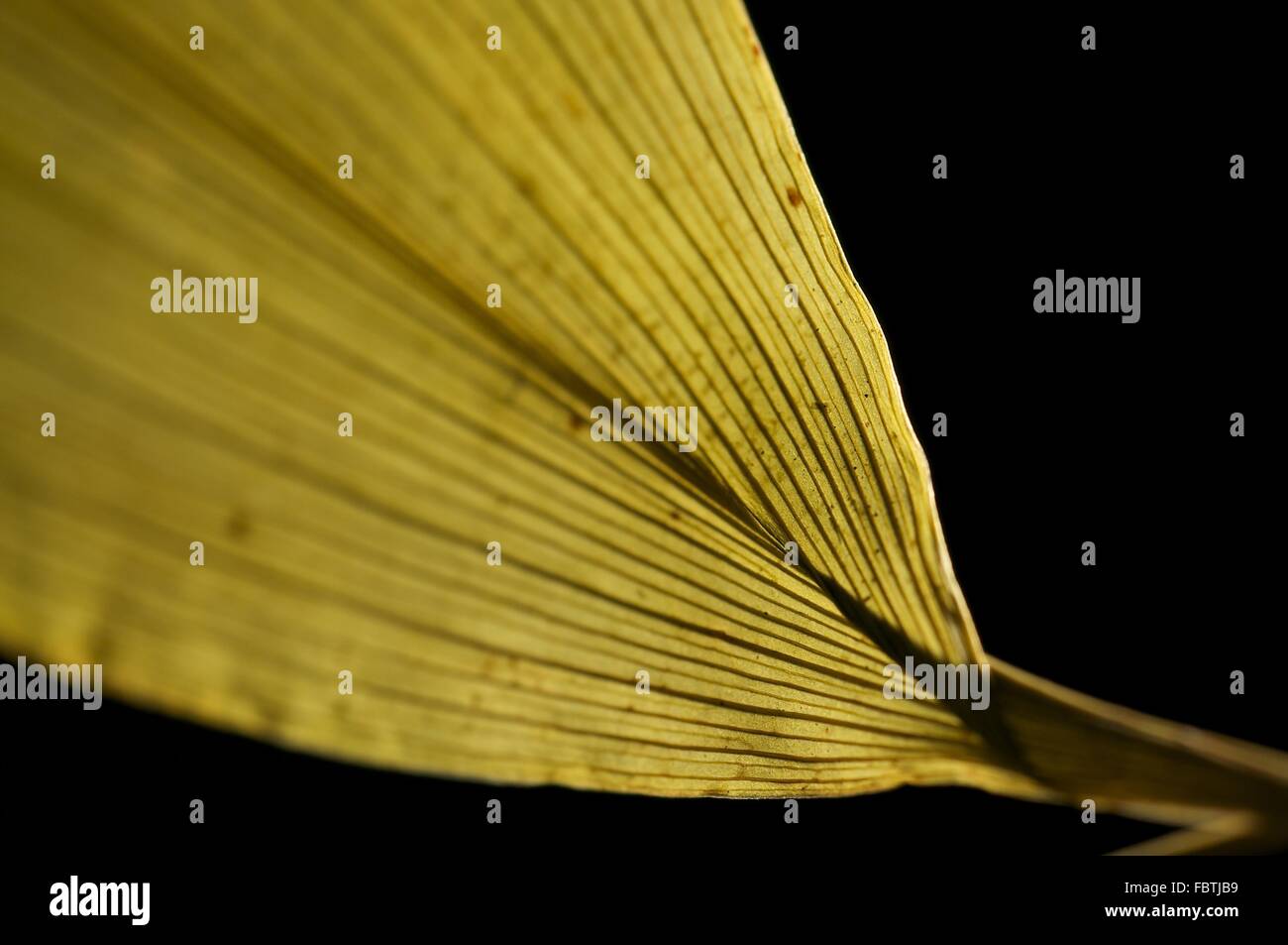 Dried Leaf of a Lily of the Valley Stock Photo Alamy
