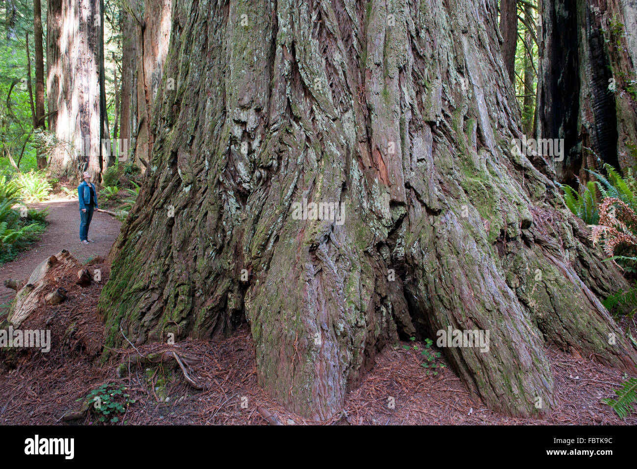 Woman standing at foot of giant redwood tree in Redwood National Park, California, USA Stock Photo