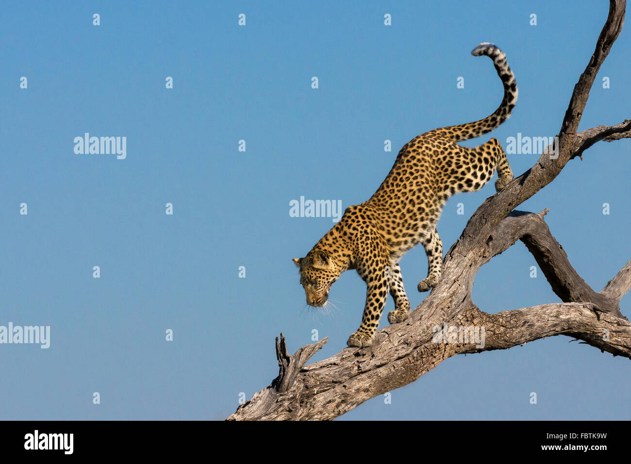 Descending leopard (Pantera Pardus) in Savuti, Botswana Stock Photo