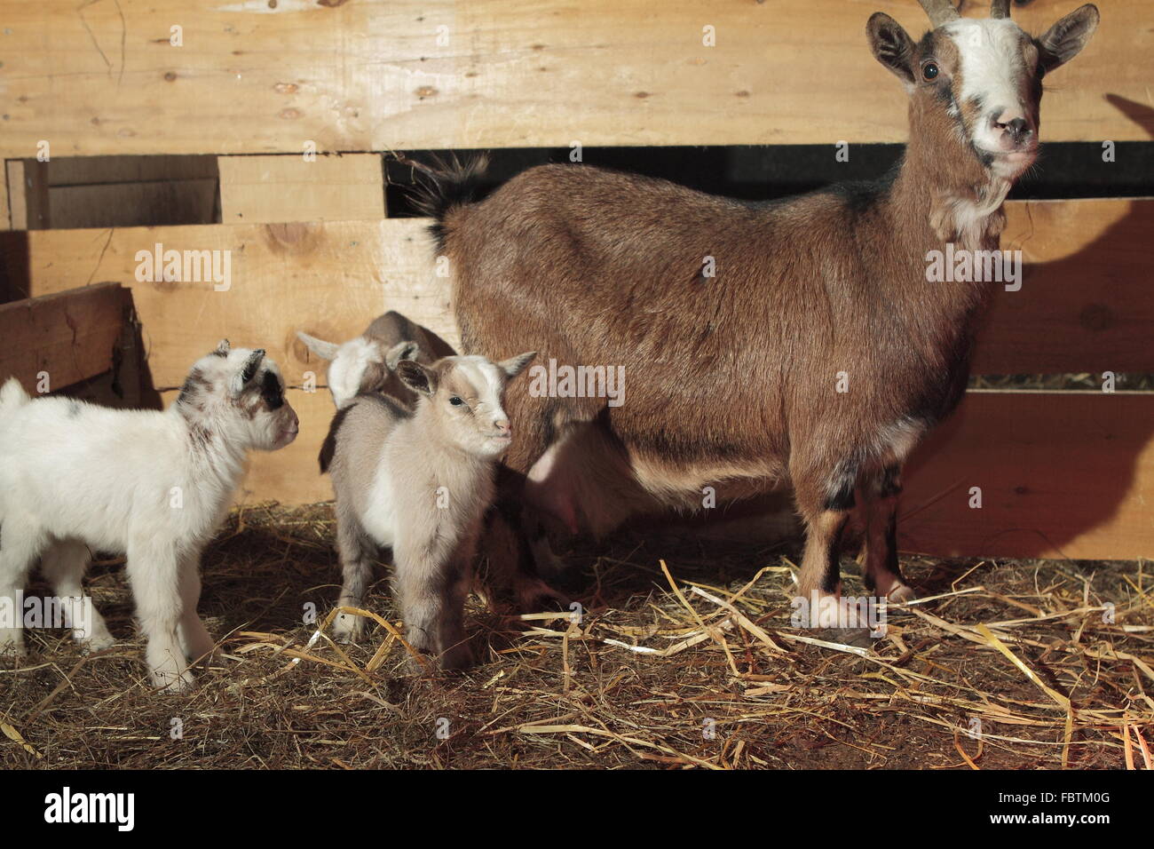 miniature goat offspring Stock Photo Alamy