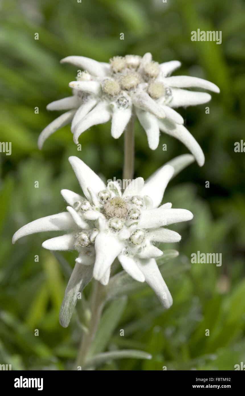 Edelweiss leontopodium alpinum Stock Photo