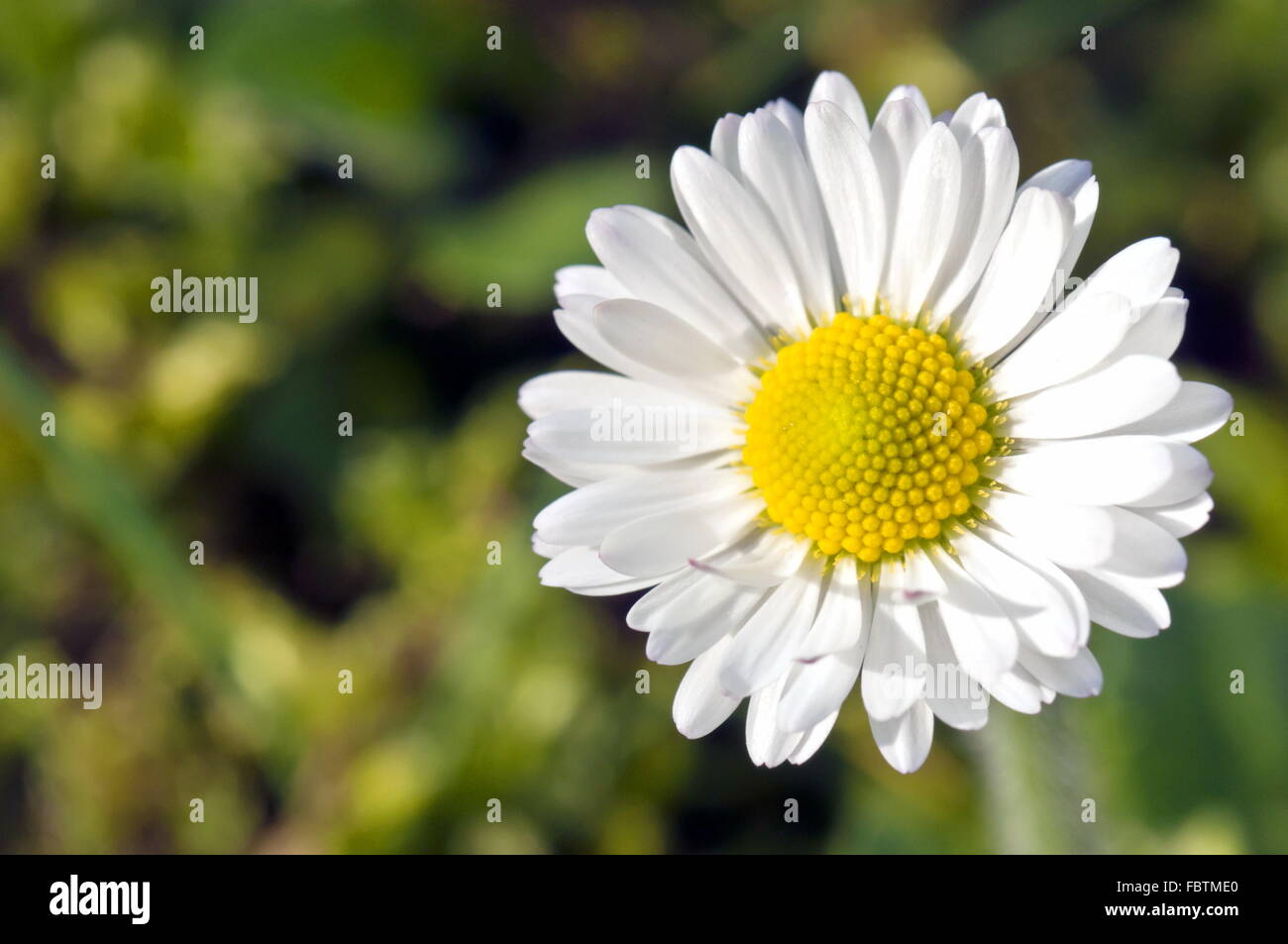 Daisy in garden Stock Photo Alamy