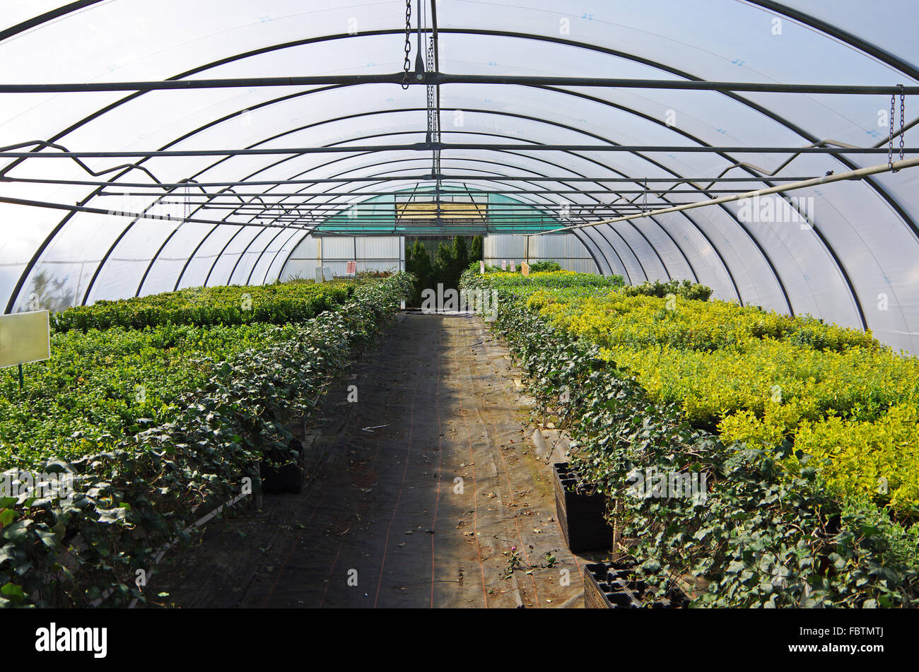 nursery Stock Photo Alamy