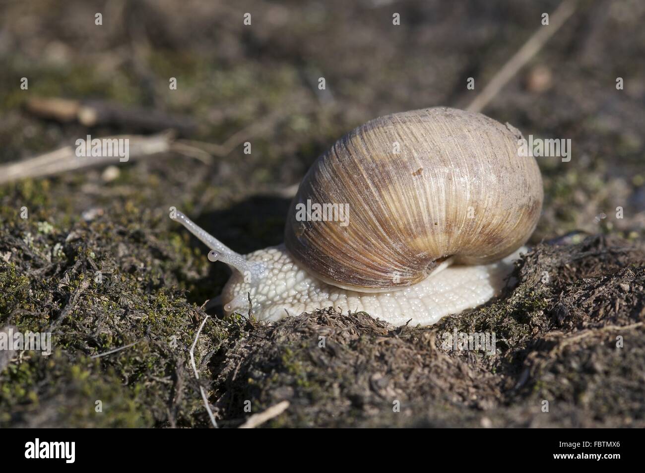 Escargot (Helix pomatia) Stock Photo