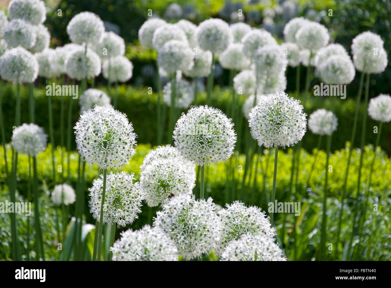 blume im park Stock Photo