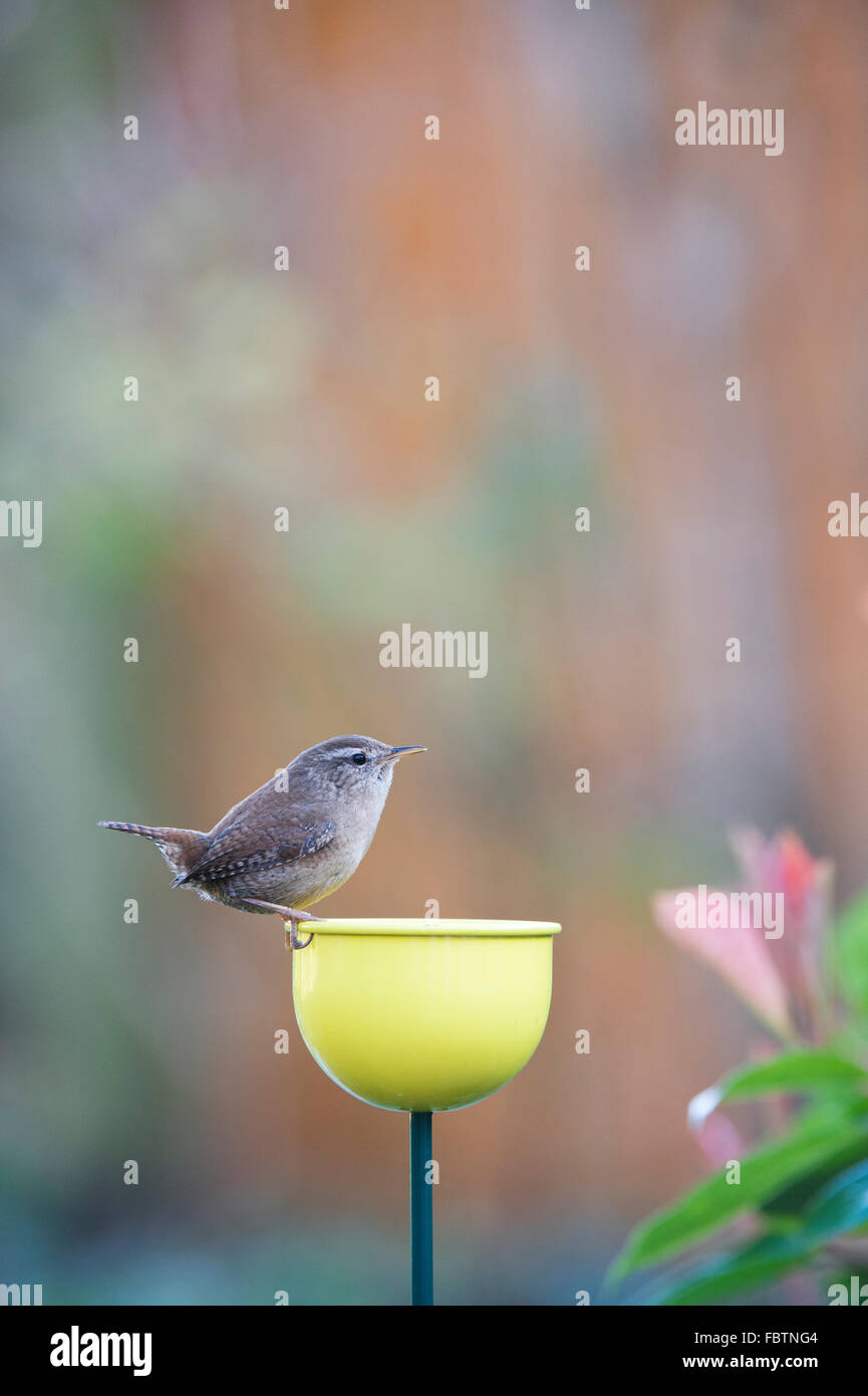 Troglodytes Troglodytes Wren Standing On A Colour Cups Bird