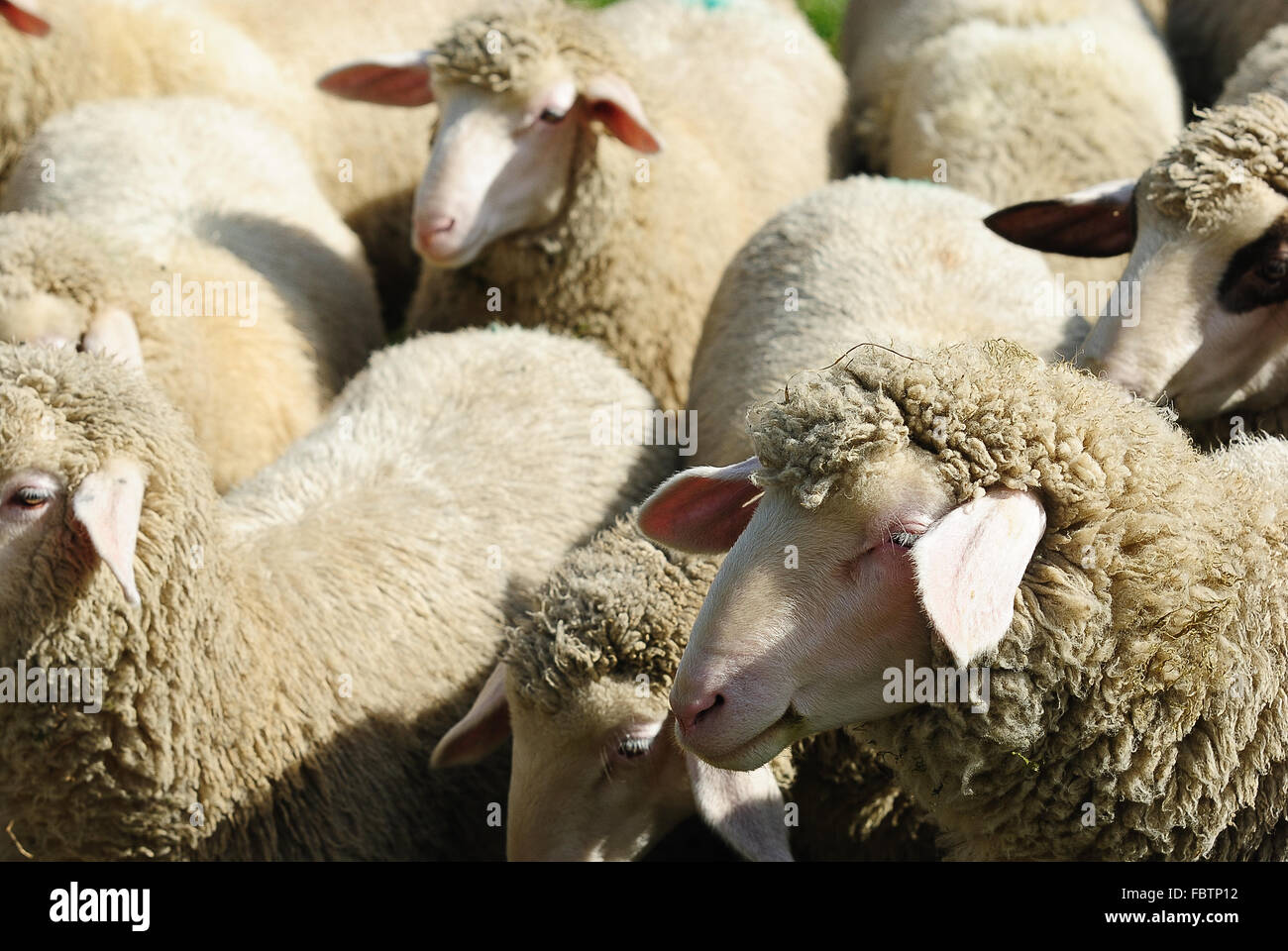 sheeps Stock Photo