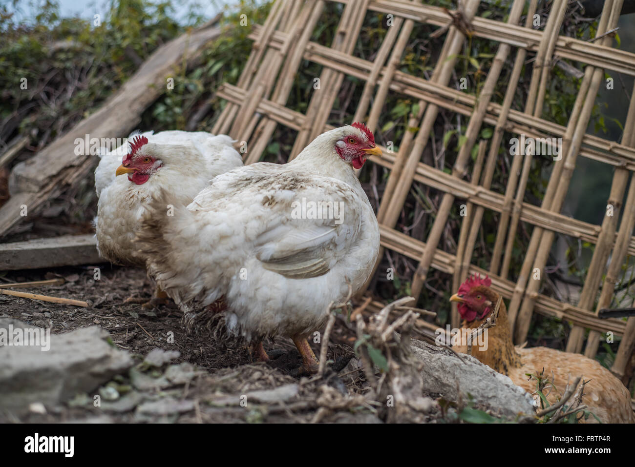 Two white and one brown big fat well fed live chickens in the very quiet and very remote village