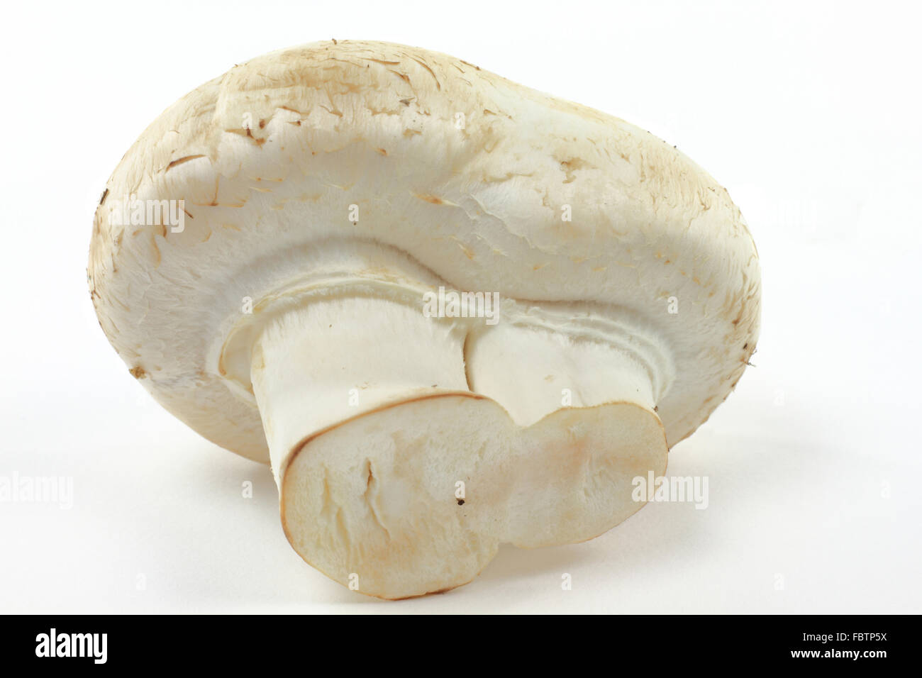 Macro picture of Organic White mushroom. Stock Photo