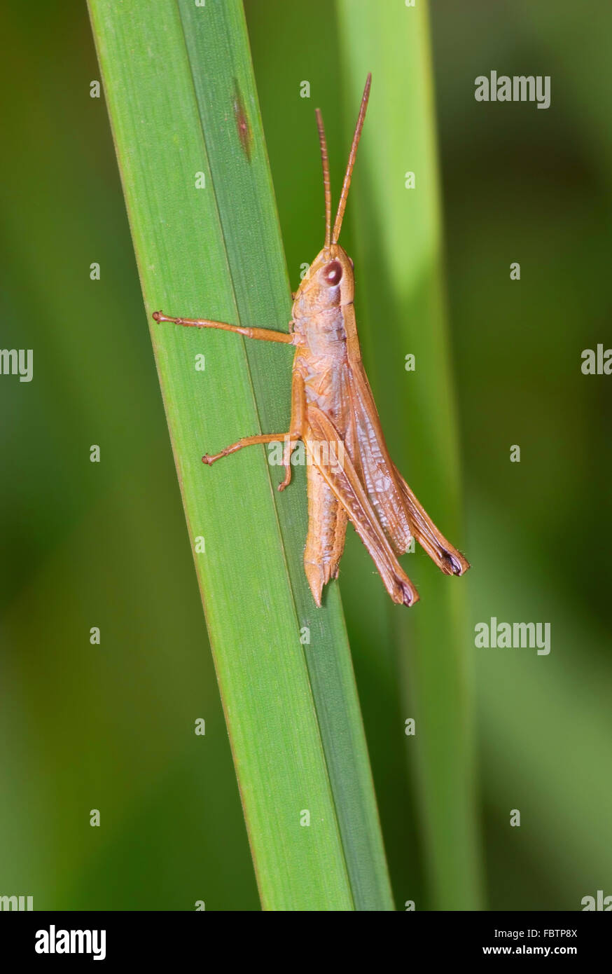 Short-horned grasshopper Stock Photo