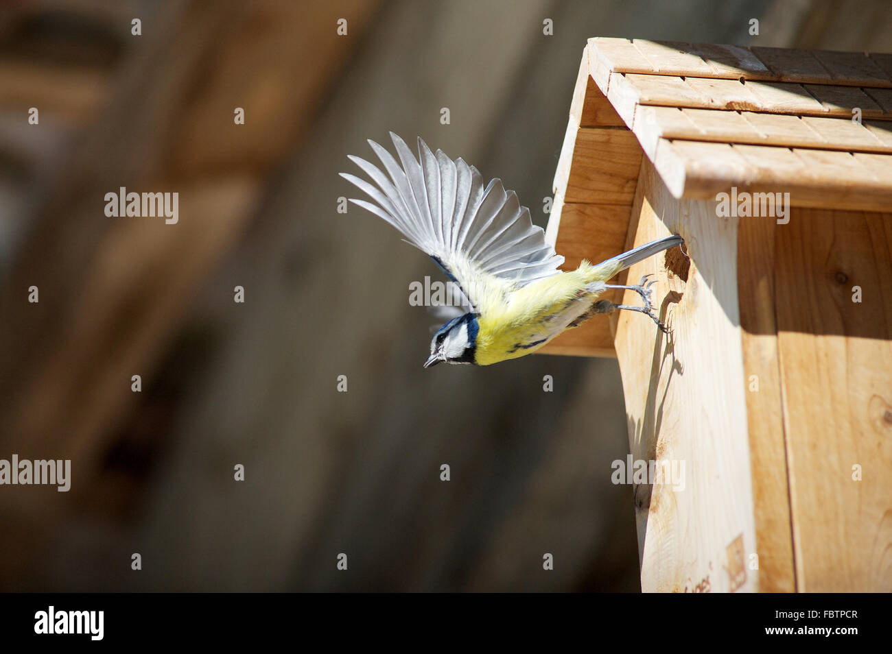 Blue tit (Cyanistes caeruleus) flying away from wooden birdhouse Stock Photo