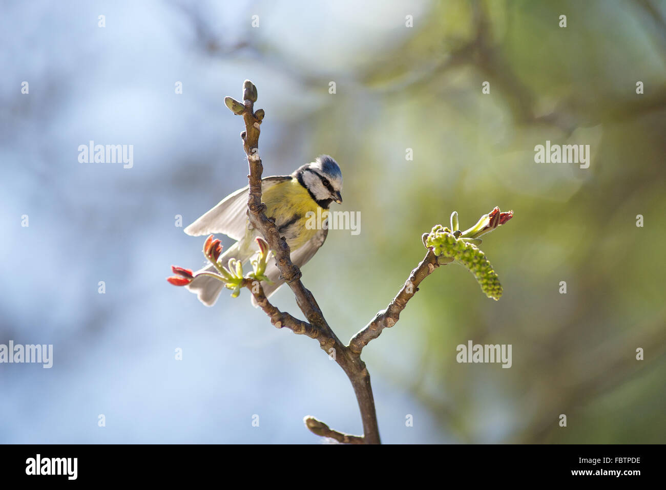 Blue tit (Cyanistes caeruleus) perched on branch Stock Photo