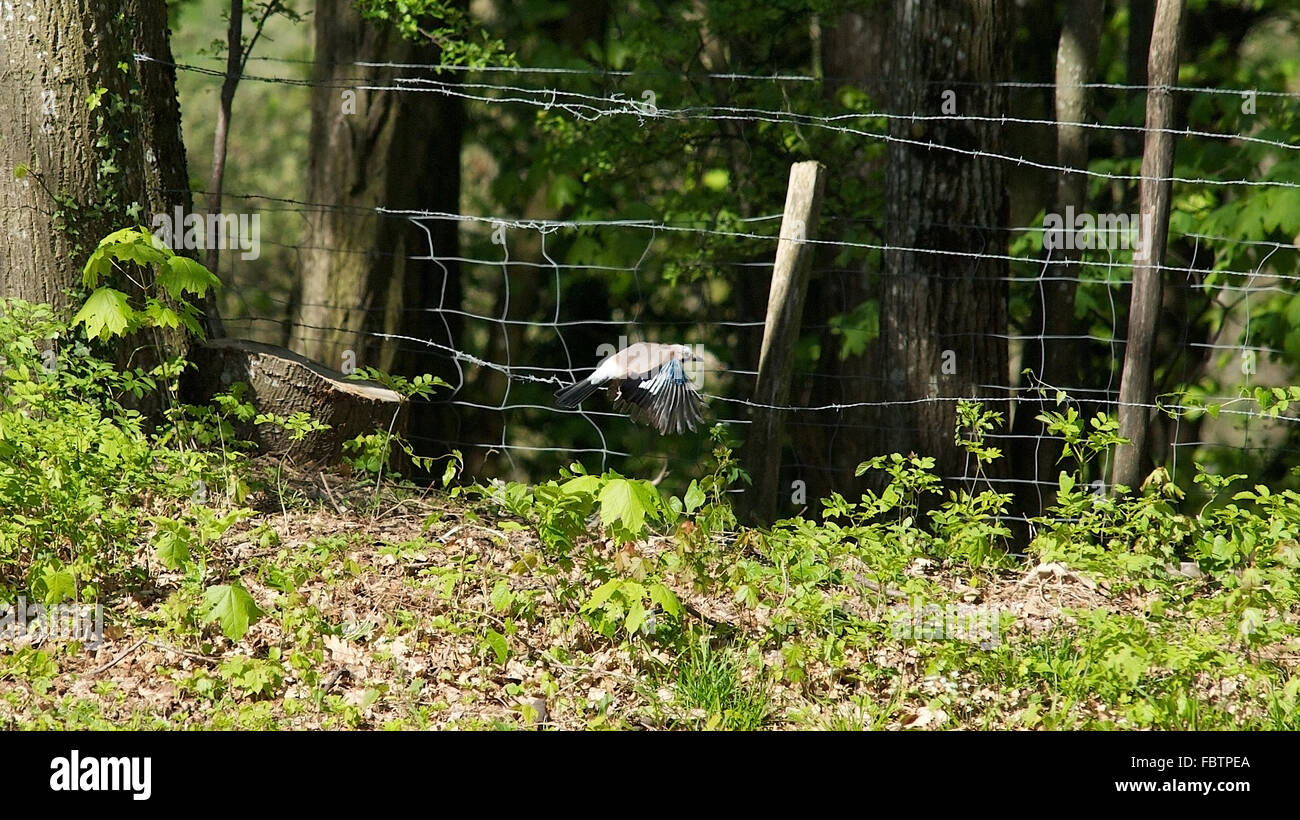 Bird flying near barbed wire fence Stock Photo