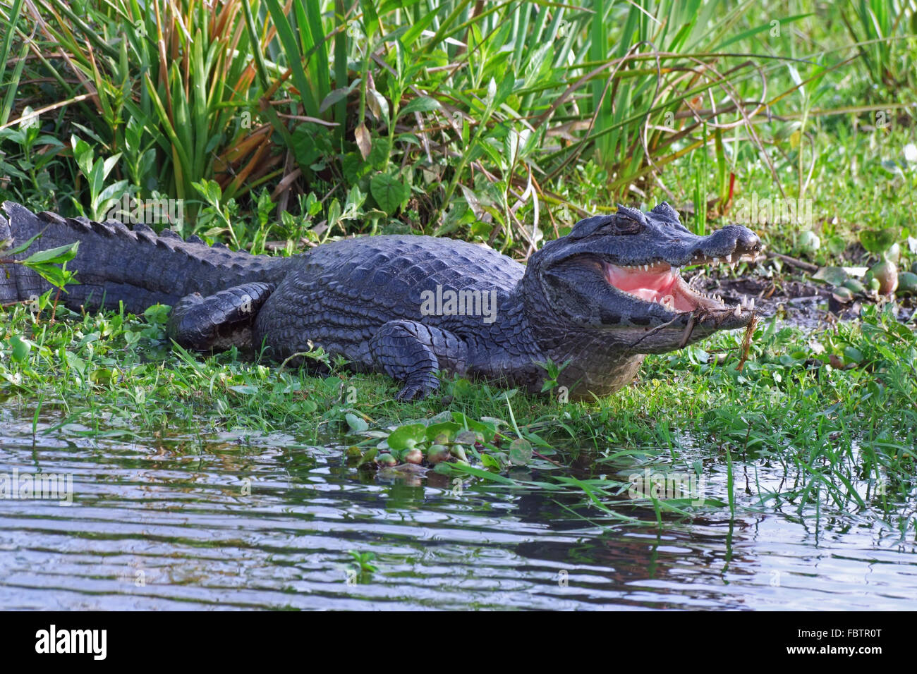 Yacare Caiman At Esteros Del Ibera Stock Photo 93357960 Alamy