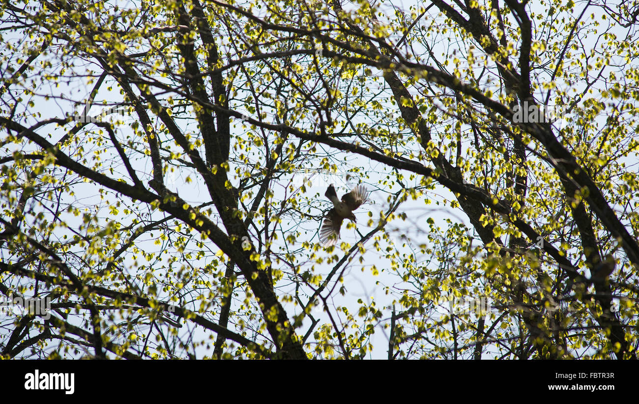Bird flying through branches Stock Photo