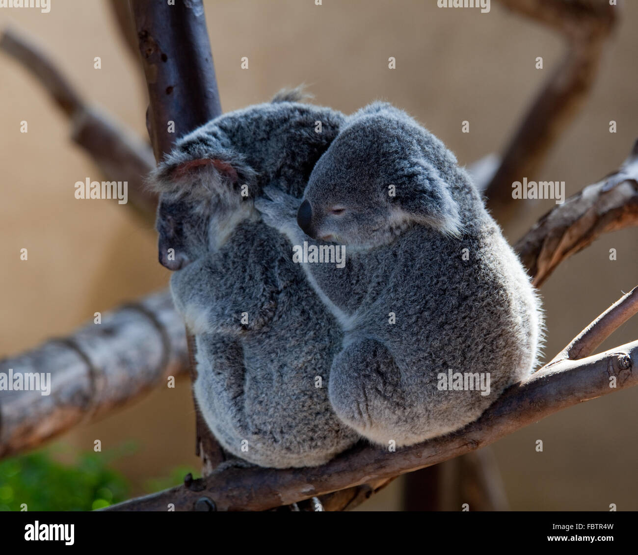 Australian Koala bears cuddling on a branch with the baby behind the mother bear Stock Photo
