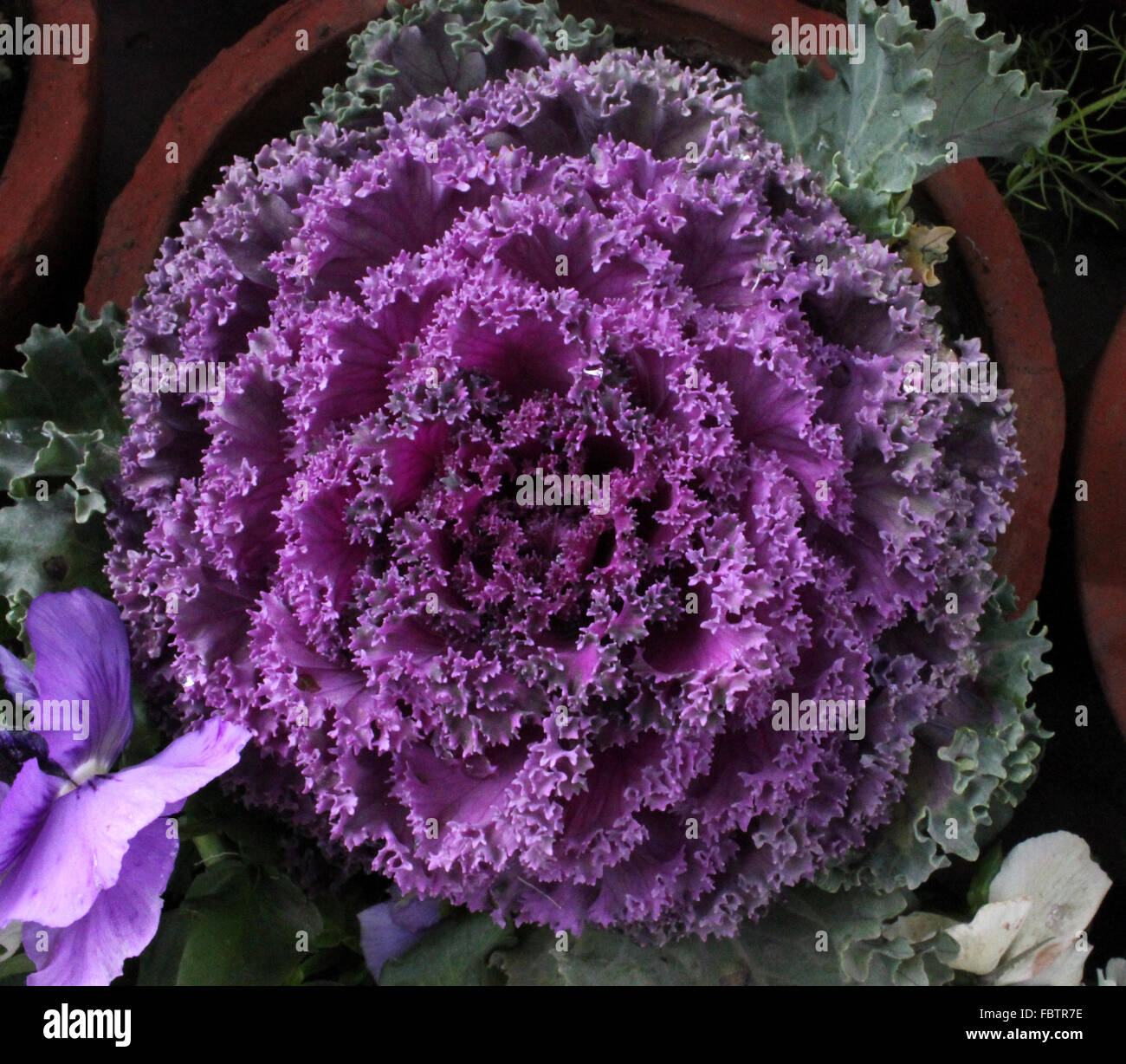 Brassica oleracea var. sabellica, Ornamental Kale, formerly var