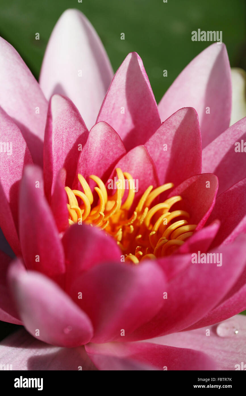 Water lily bloom Stock Photo Alamy