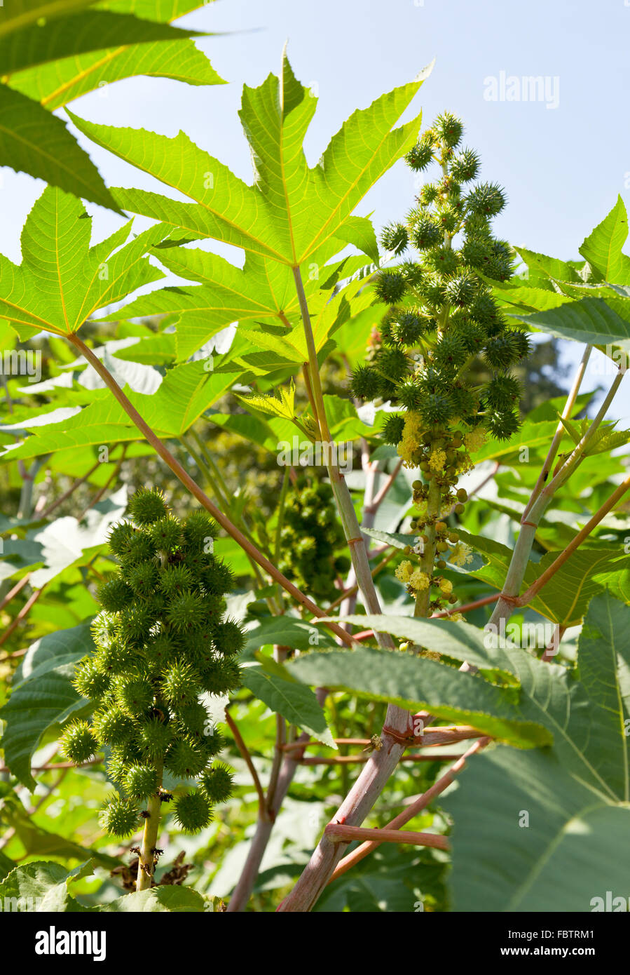 Castor bean plants used for bio fuel and ethanol Stock Photo
