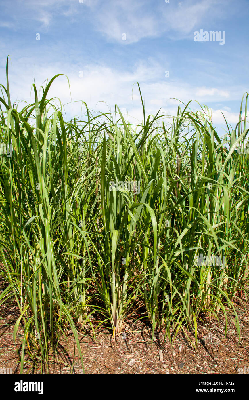 Sugar cane plants being grown on farm biofuel Stock Photo