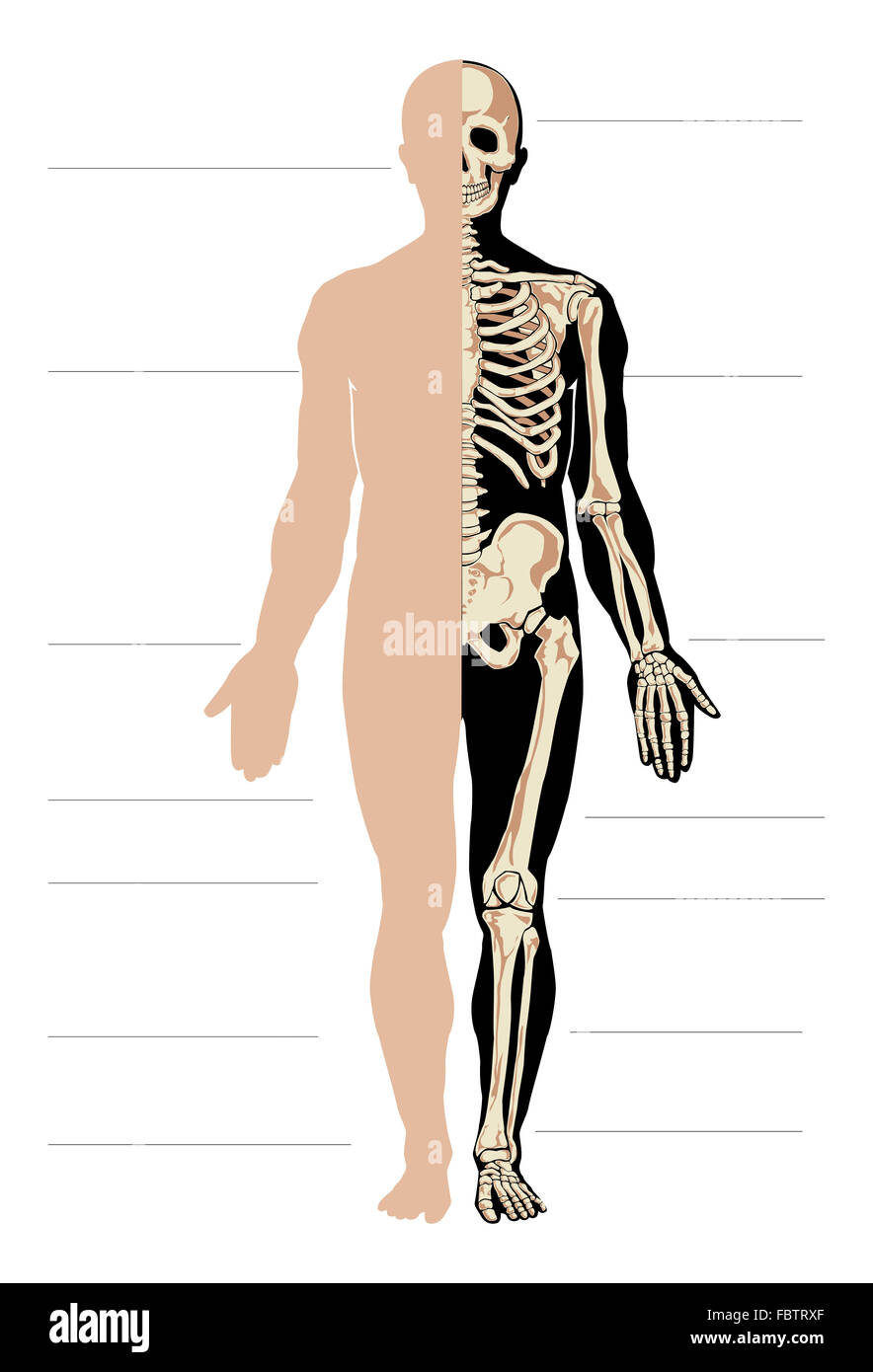 Anatomy male Stock Photo