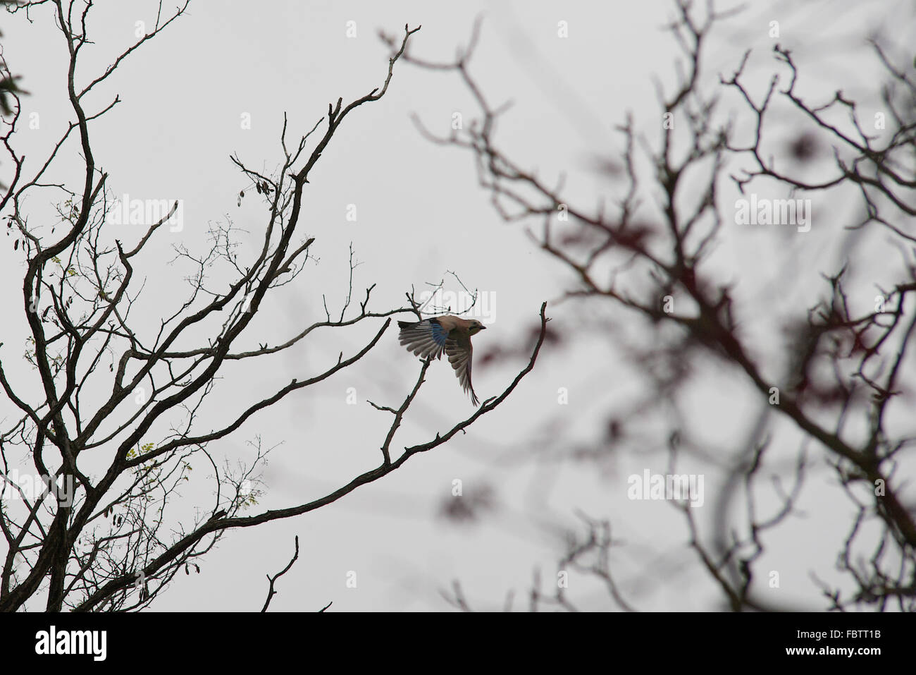 Bird flying through bare tree branches Stock Photo