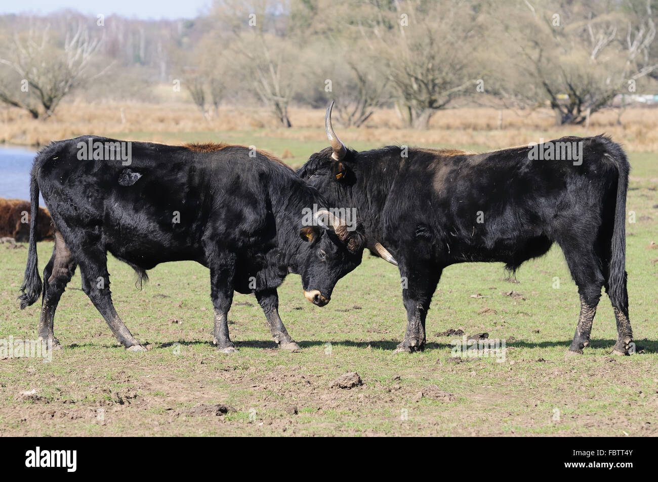 Heck cows hi-res stock photography and images - Alamy