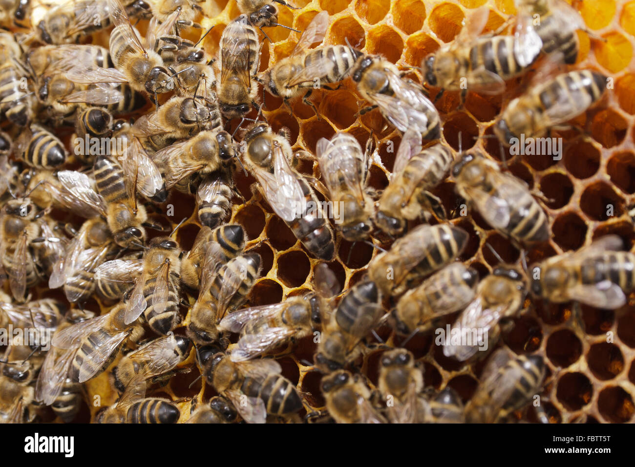 Larvae of queen bees hi-res stock photography and images - Alamy