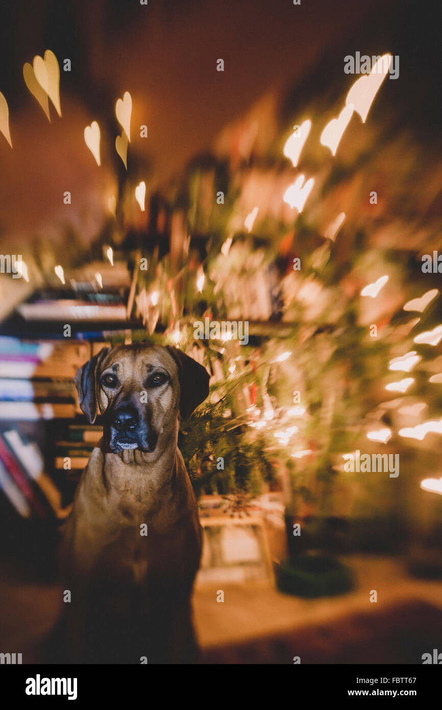 Christmas Rodesian Ridgeback Rhodesian Ridgeback sitting in front of christmas tree with heart ...