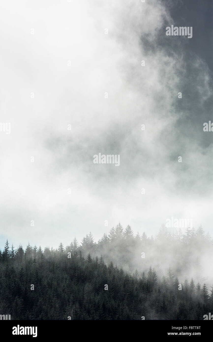 Atmospheric moody image of mist rising over tree valley on Ardnamurchan Peninsula, Highland, Scotland Stock Photo