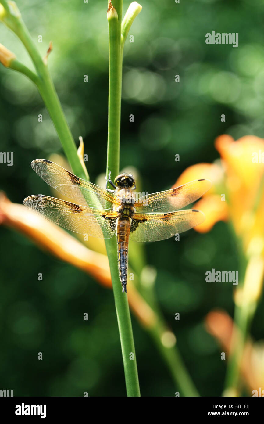 Resting Dragonfly on stem Stock Photo