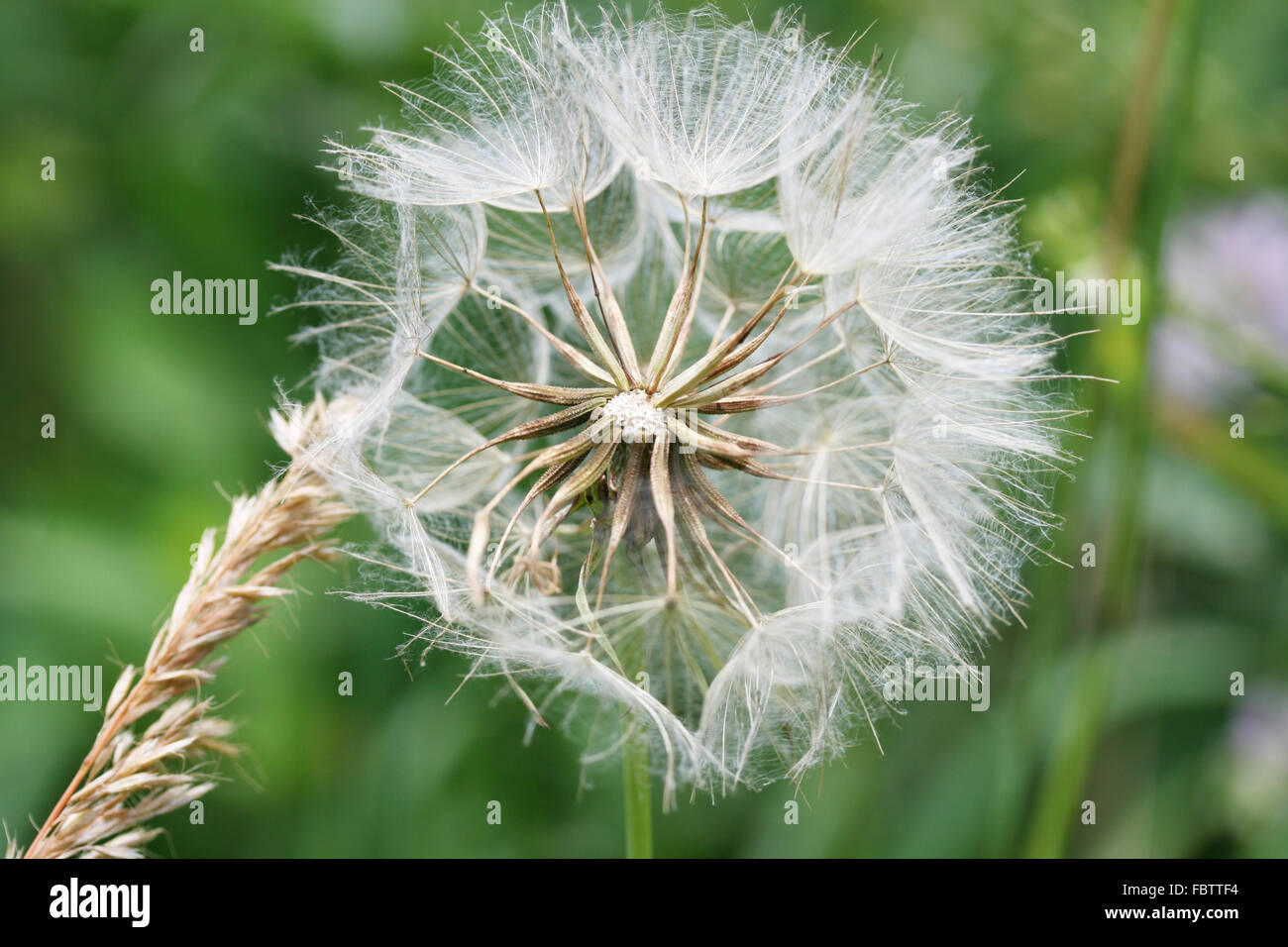 Plant seeds with umbrellas Stock Photo Alamy
