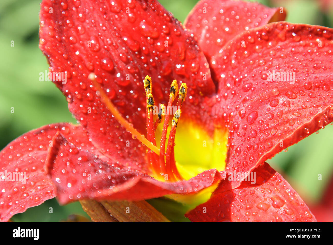 Bloom of red lily and pistils. Stock Photo